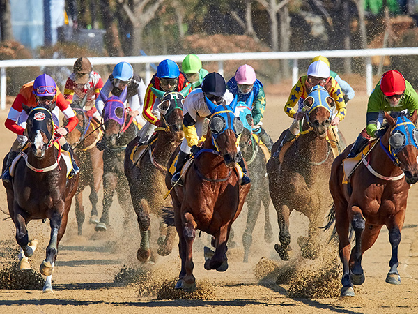 Horse Racing with 9 jockeys on horses. All wearing different colors
