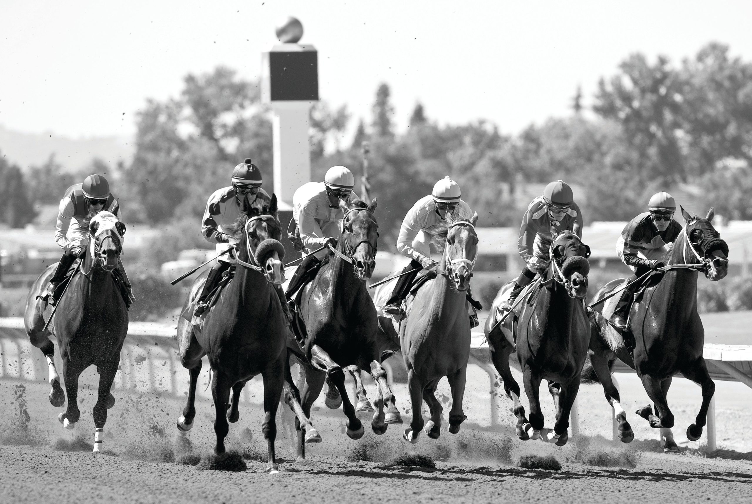 6 horses and their jockeys racing black and white